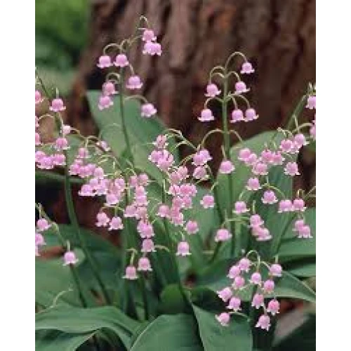 Convallaria rosea 